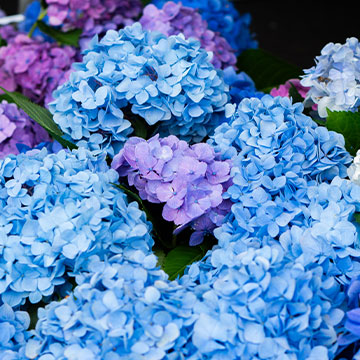 かわたな観光まちづくり協議会 イメージ画像04